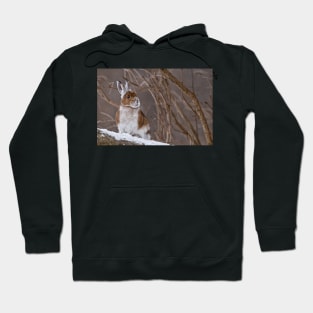 Snow Shoe Hare Hoodie